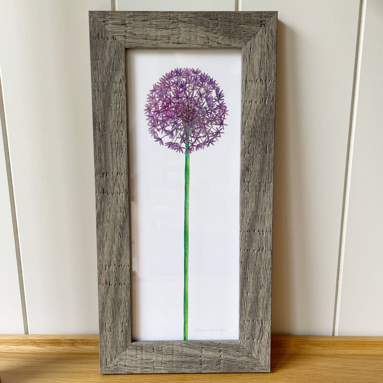 'Allium' 10" x 4" Framed Print
