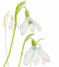 Pack of 4 Assorted Handdrawn Snowdrops Greeting Cards - 2 Designs - Image 2