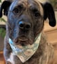 Elasticated slip-on Dog Bandana - Size M - Image 8