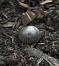 Seashell signet ring - Image 3