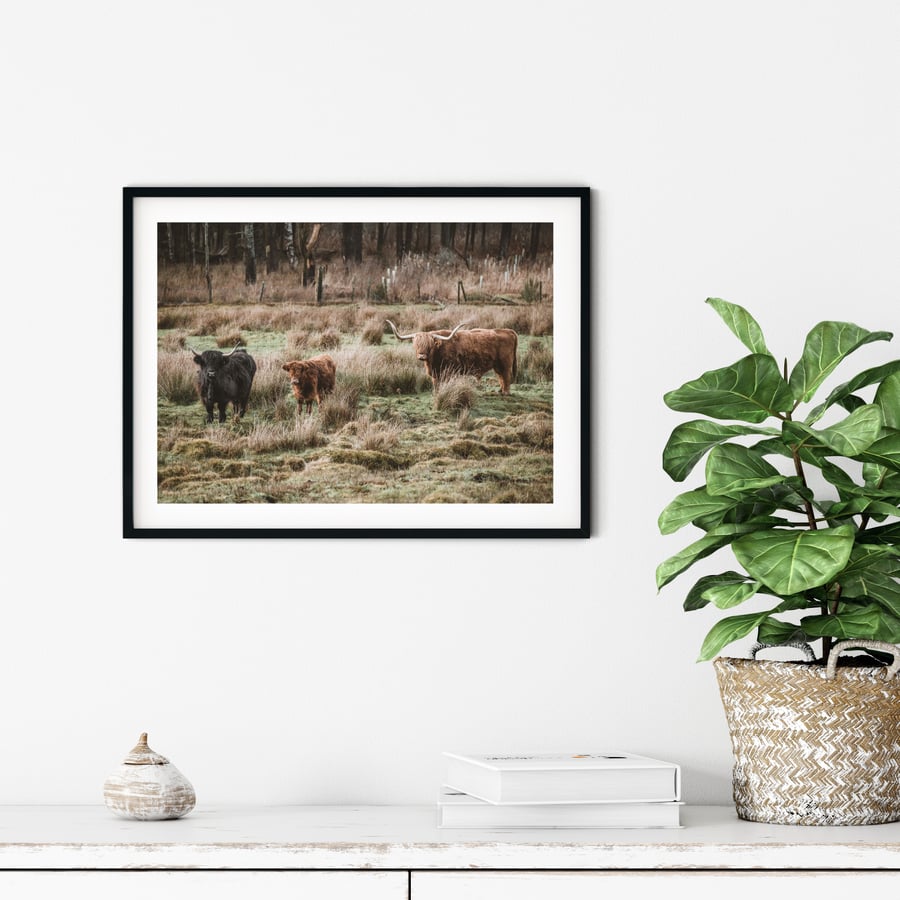 Highland coo family Signed mounted print