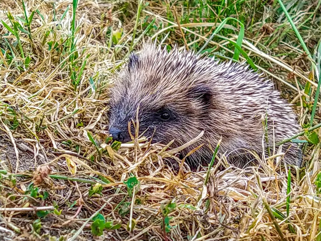 British Wildlife Greetings Card - Hedgehog Photography - Blank Card.