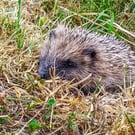 British Wildlife Greetings Card - Hedgehog Photography - Blank Card.