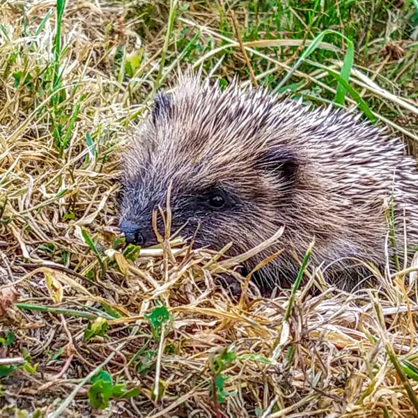 British Wildlife Greetings Card - Hedgehog Photography - Blank Card.