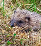 British Wildlife Greetings Card - Hedgehog Photography - Blank Card.