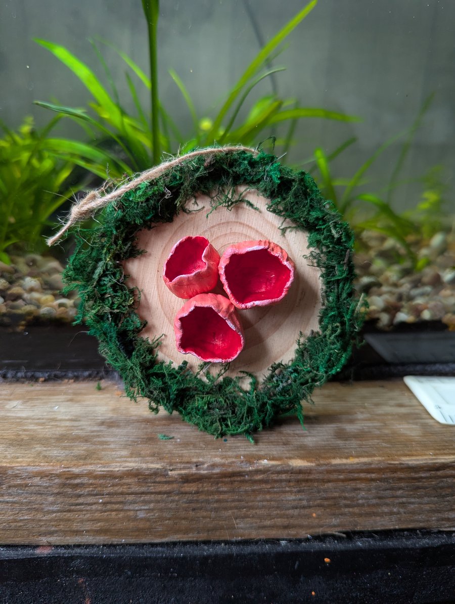 Scarlet Elf Cup Fungi Wall Hanging 