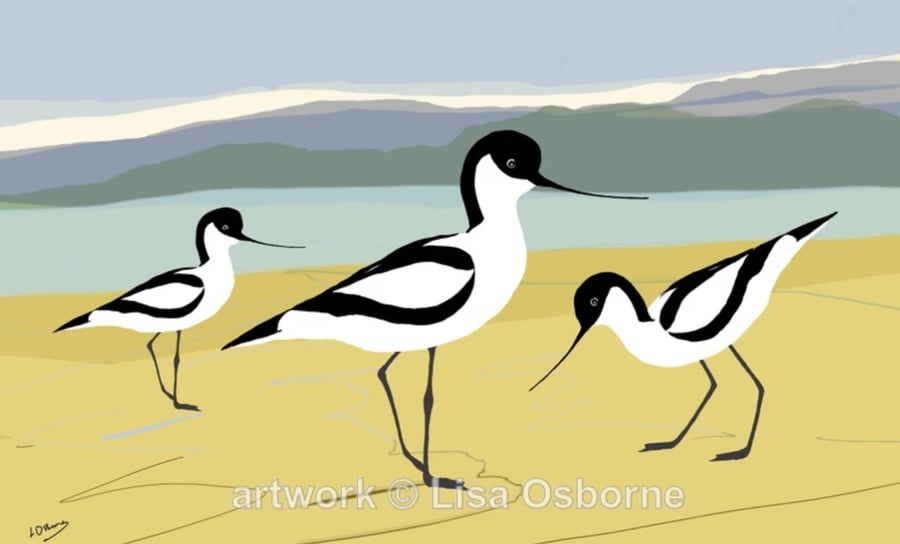 Avocets - signed print of avocets with mount
