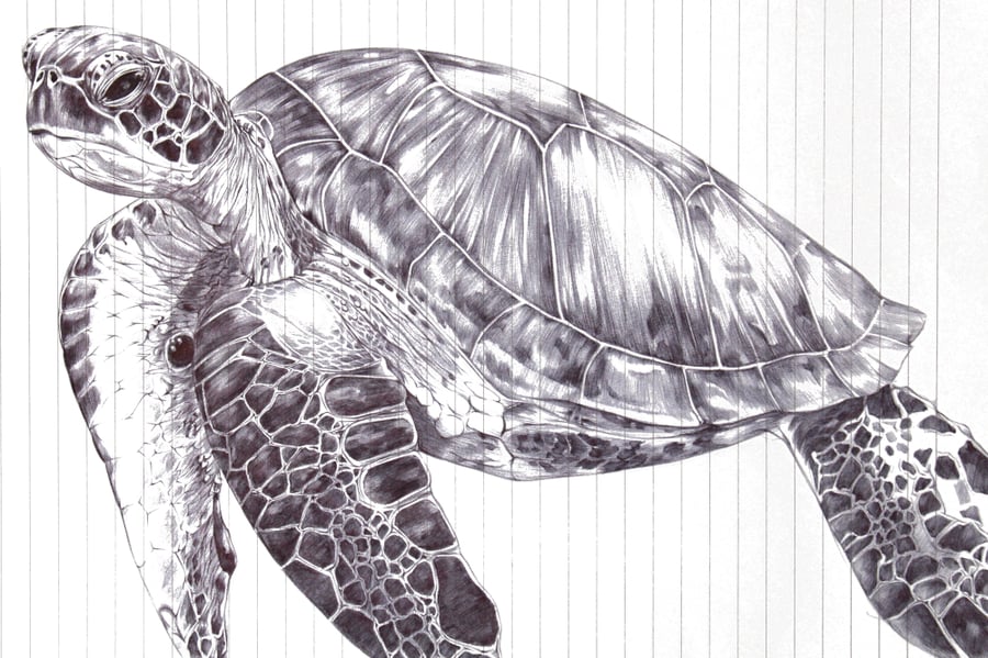 Sea Turtle Black Ballpoint Pen Art Authenticated Print - A4 Eco Paper - Unframed