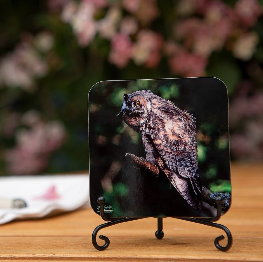 Long Eared Owl Wooden Coaster - Original Animal Photo Gifts - Wildlife Scene Coa
