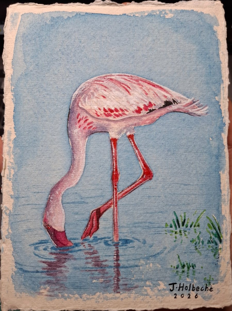 Feeding Flamingo Original Watercolour Painting