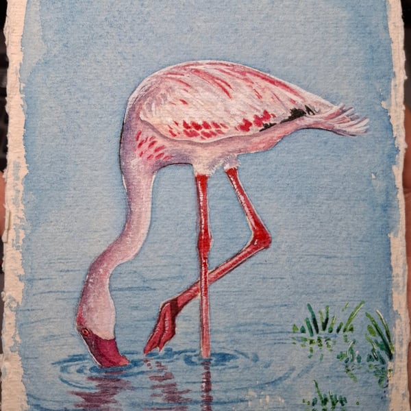 Feeding Flamingo Original Watercolour Painting