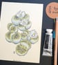Lithops plant drawing, small stone plant artwork, botanical wall art - Image 3