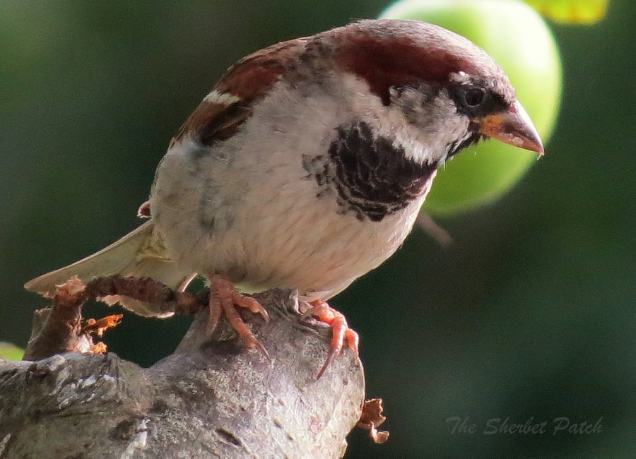 Sparrow.  A card featuring an original photograph.  Blank inside.