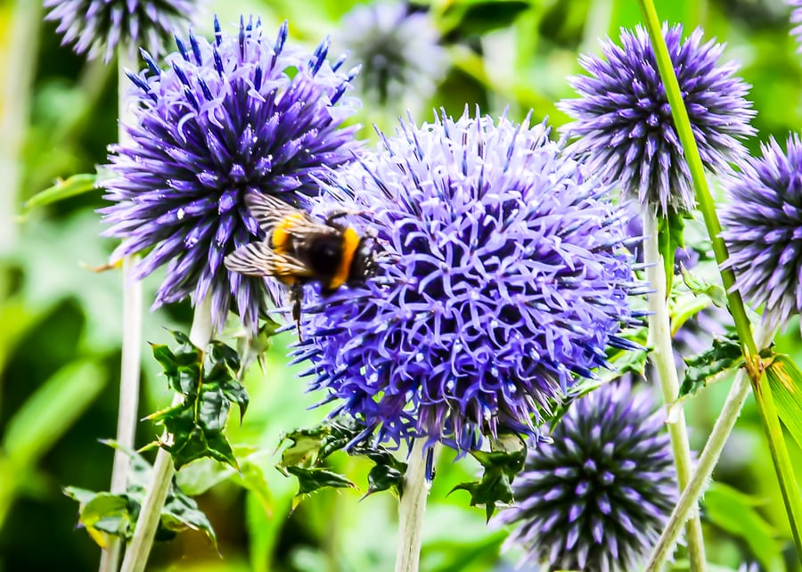 Echinops (Globe Thistle) - Photographic Print Greetings Card