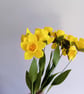 Handmade Felt Daffodil Bouquet: St Davids Day Decor, Welsh Gift - Image 2