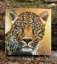 Leopard - Greetings Card - Image 1