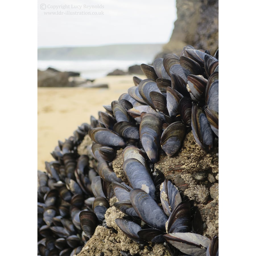 Mussels Print