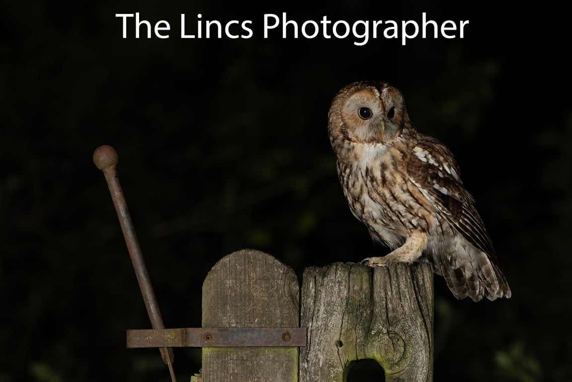 Tawny Owl (Limited edition of 10)