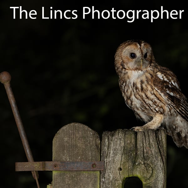 Tawny Owl (Limited edition of 10)
