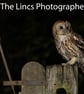 Tawny Owl (Limited edition of 10)