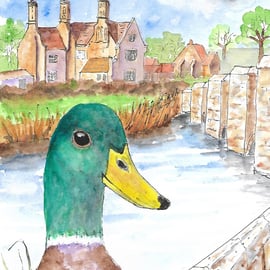 Mallard Duck at Woolbridge. Original painting