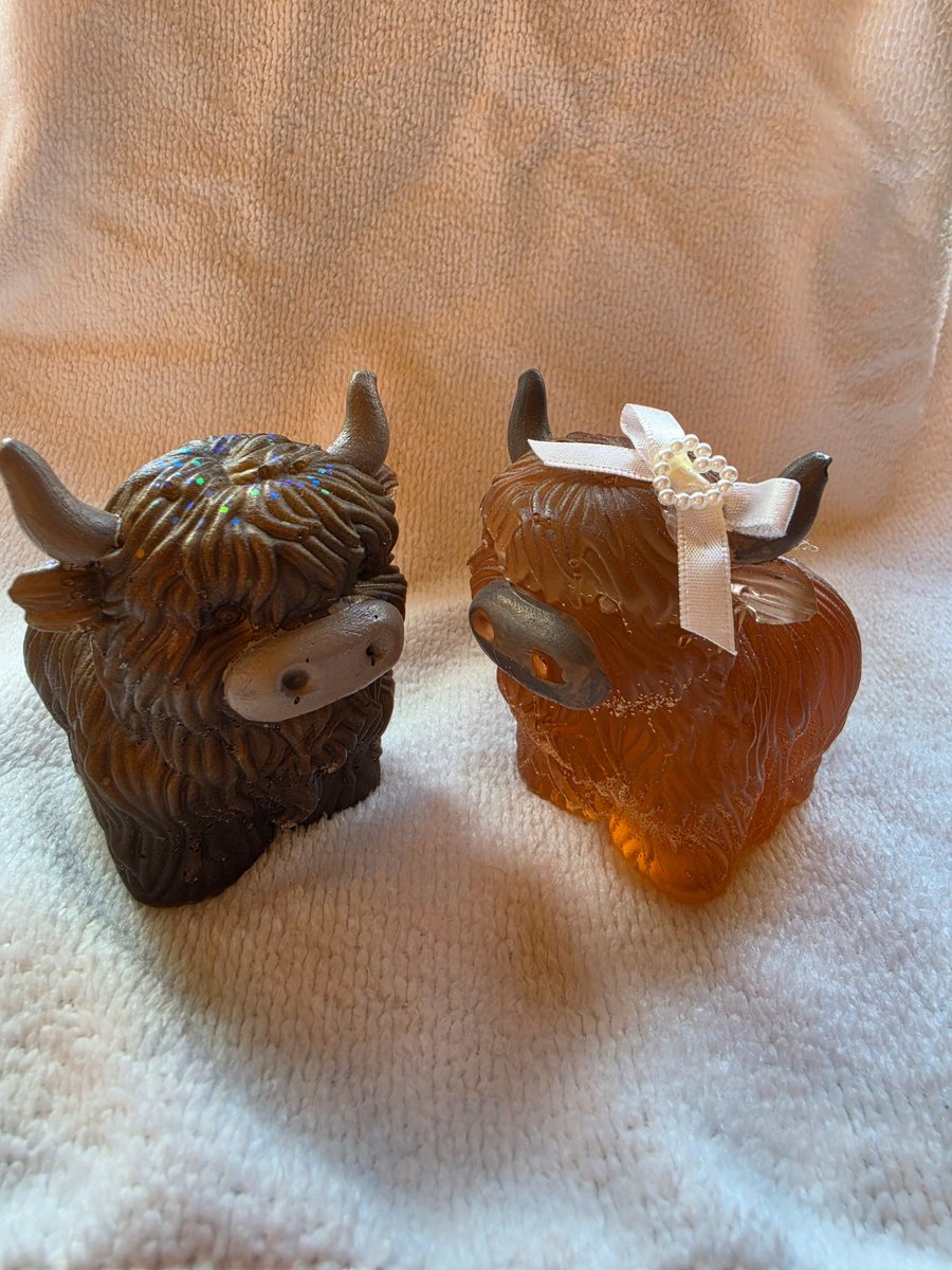 Mr & Mrs highland cows