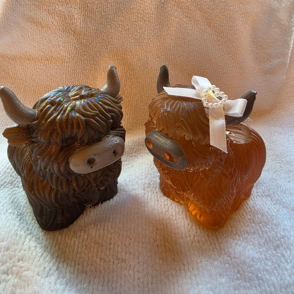Mr & Mrs highland cows