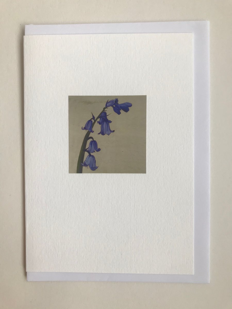 Native British Bluebell