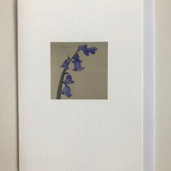 Native British Bluebell