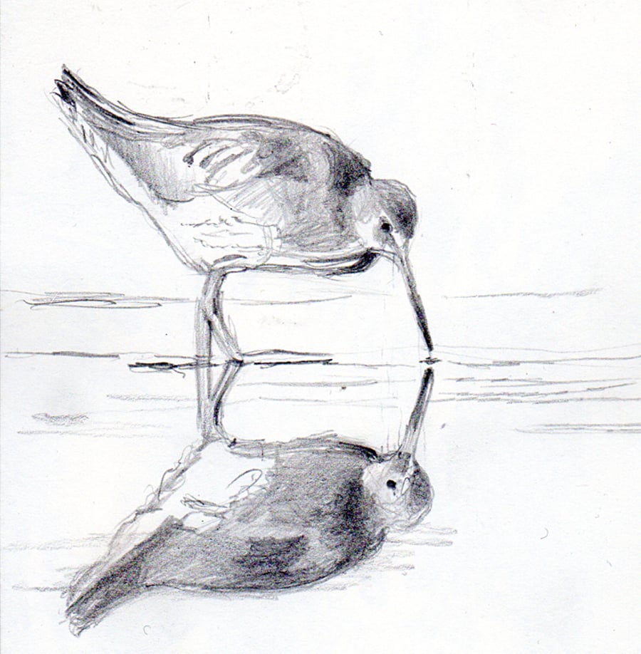 Redshank. Original pencil drawing.