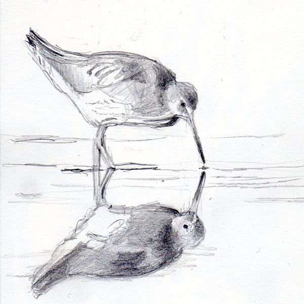 Redshank. Original pencil drawing.