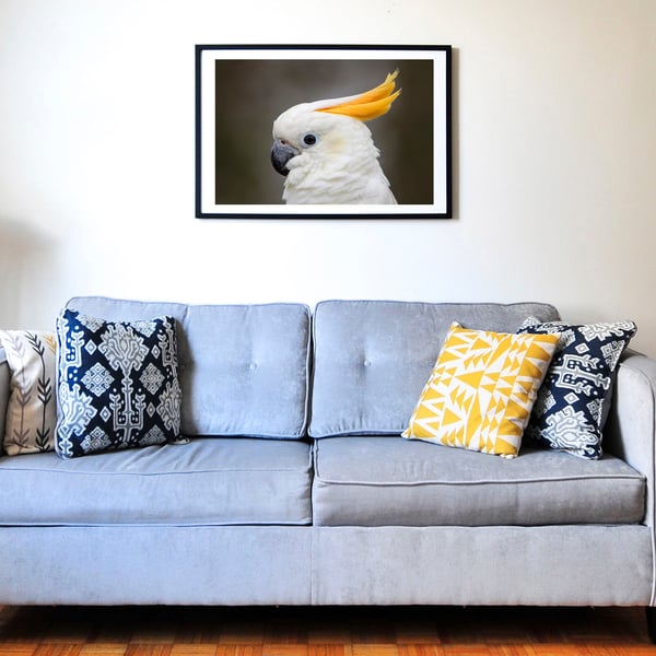 Sulphur crested cockatoo wall art print