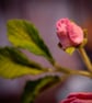 Blush Petal Rose in Terracotta – Pink Felt Bloom - Image 2