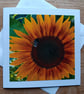 Sunflower and Bee Large Square Photographic Card 6" x 6" Blank