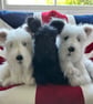 Scottish Terrier pup - Image 5