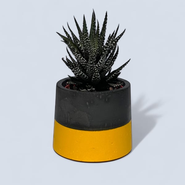 Small Yellow and Dark Grey Plant Pot - 7.5 cm Two Tone Mini Succulent Pot