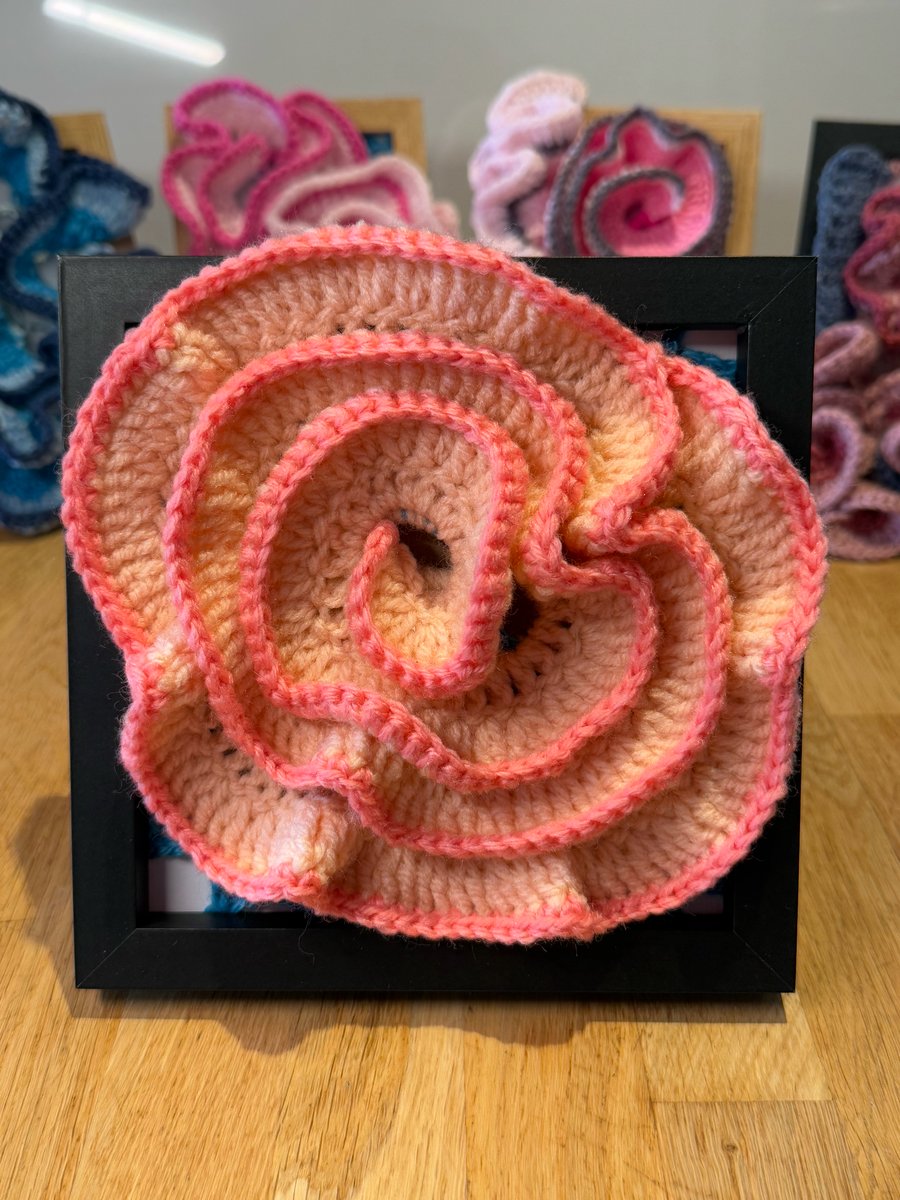 Coral framed rose