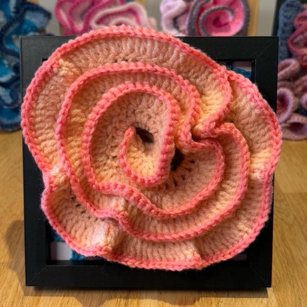 Coral framed rose