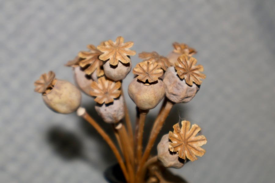 Mixed dried poppy heads