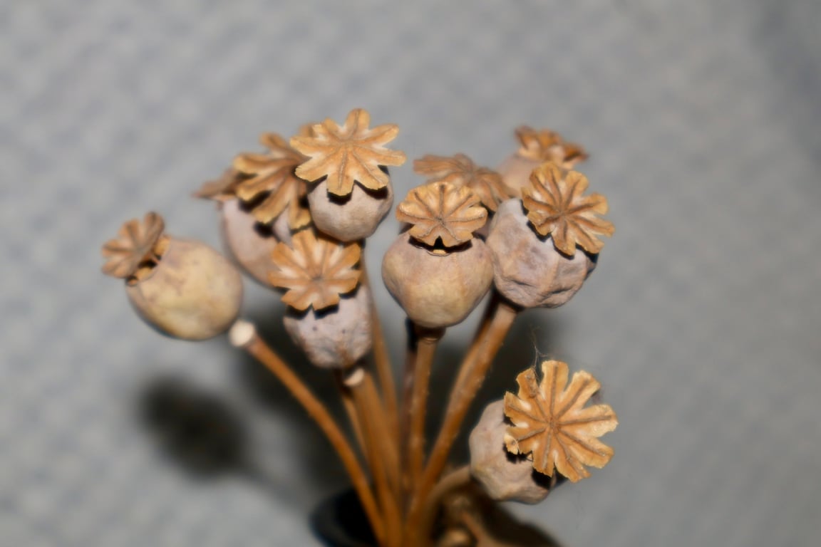 Mixed dried poppy heads