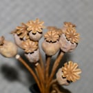 Mixed dried poppy heads