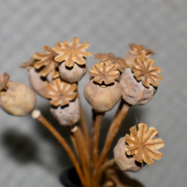 Mixed dried poppy heads