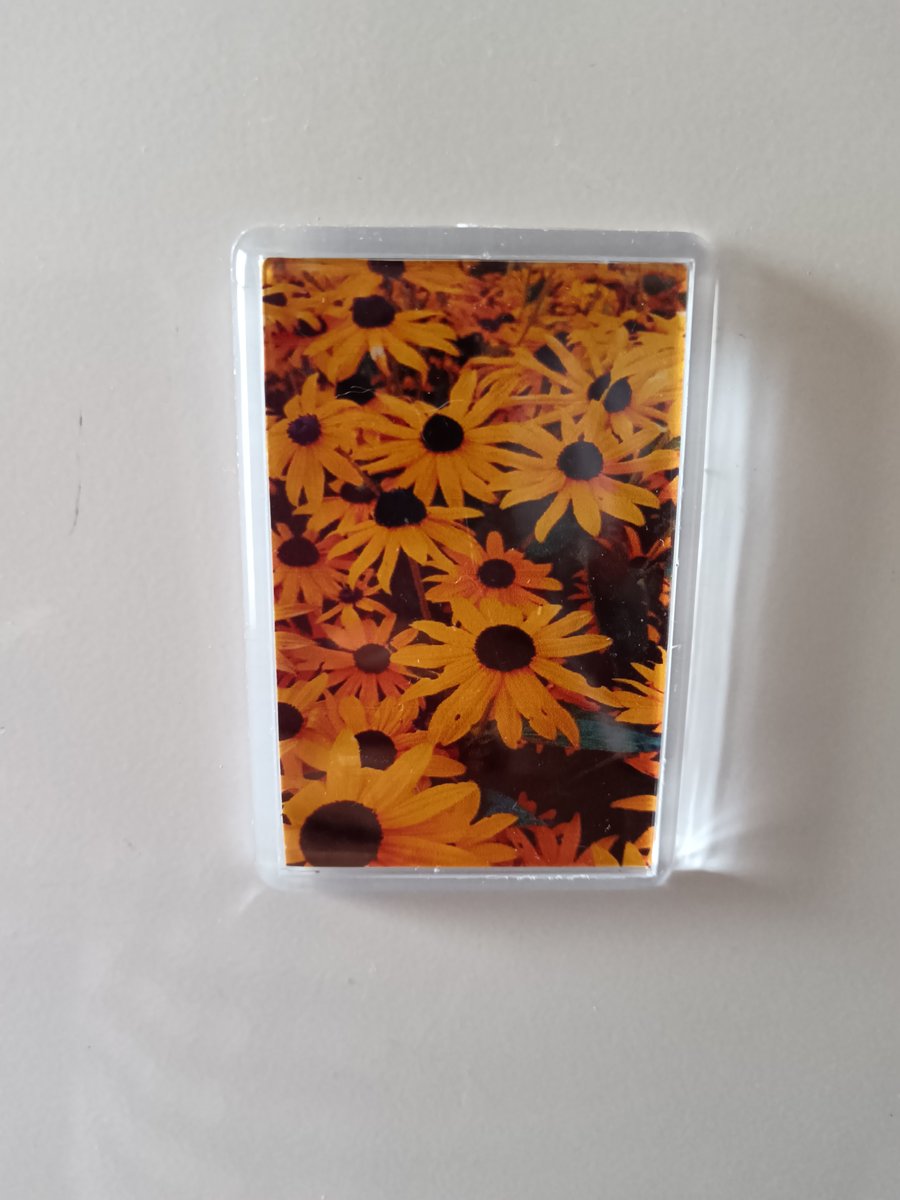 Black-eyed Susan flowers (Rudbeckia hirta) photography fridge magnet 
