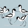 Avocets. Signed print. Digital illustration. Birds. Wildlife. Coast