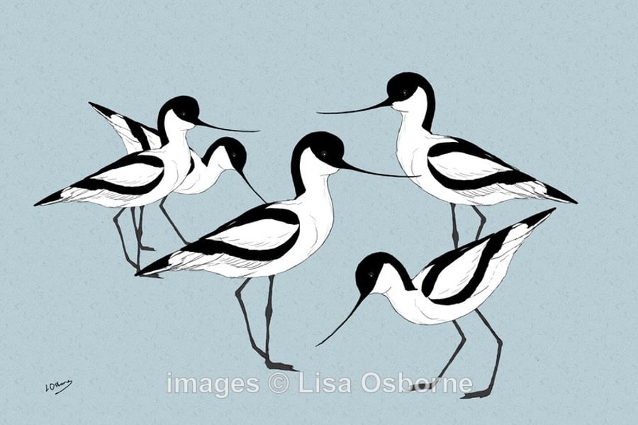 Avocets. Signed print. Digital illustration. Birds. Wildlife. Coast