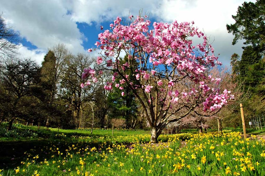 Magnolia Tree Batsford Arboretum Cotswolds UK 18"X12" Print