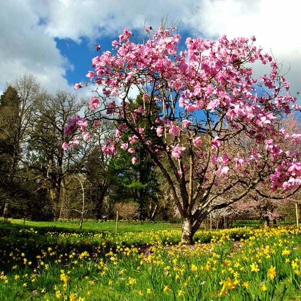 Magnolia Tree Batsford Arboretum Cotswolds UK 18"X12" Print