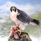 PEREGRINE FALCON, "ABOVE THE CLOUDS."  ORIGINAL FRAMED OIL PAINTING.