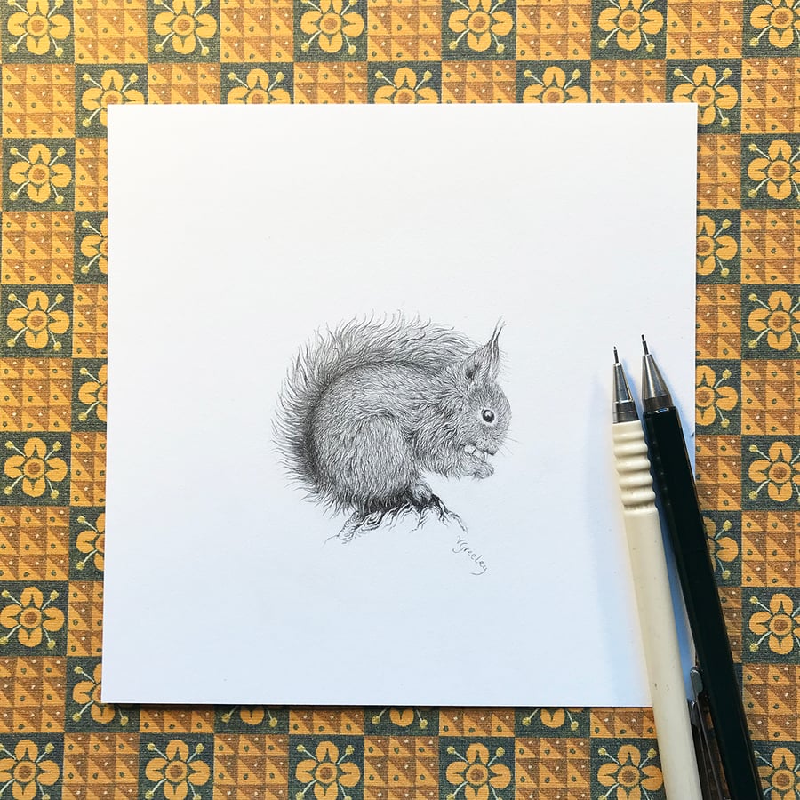 Red Squirrel Original pencil drawing by Valerie Greeley RMS, HS
