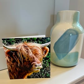 Greetings Card. Highland Cow . Blank for your own message 